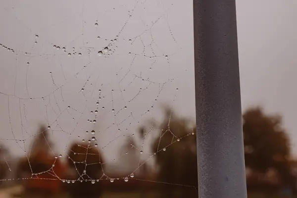 Hermoso Poco Gotas Agua Suave Una Tela Araña Primer Plano —  Fotos de Stock