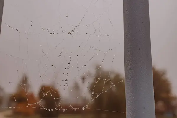 Hermoso Poco Gotas Agua Suave Una Tela Araña Primer Plano —  Fotos de Stock