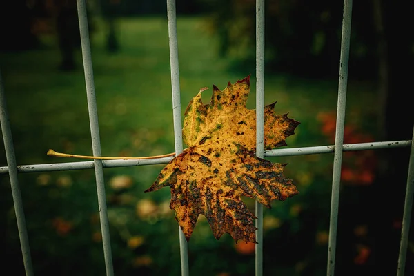 Mooie Rode Herfst Eenzame Bladeren Een Metalen Hek — Stockfoto