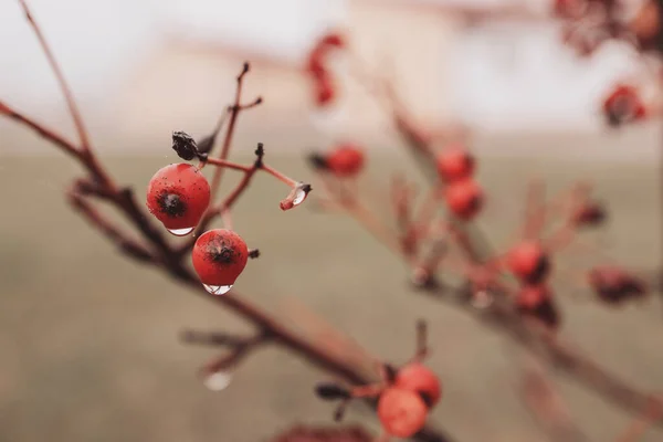 Beautiful Autumn Wild Red Fruits Water Droplets Foggy Cold Day — Stock Photo, Image