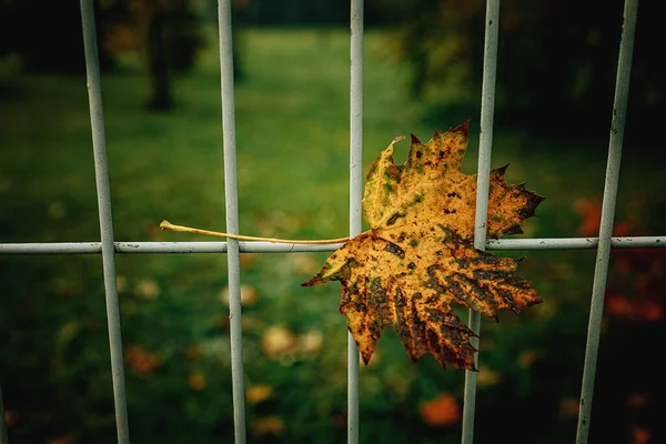 Mooie Rode Herfst Eenzame Bladeren Een Metalen Hek — Stockfoto