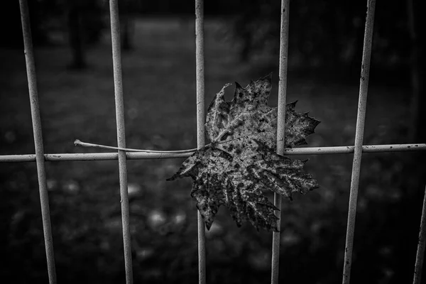 Mooie Rode Herfst Eenzame Bladeren Een Metalen Hek — Stockfoto