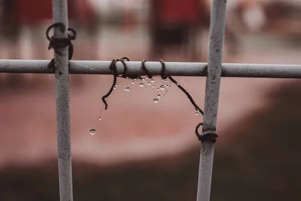 Piękne Krople Mgły Pajęczyny Metalowym Ogrodzeniu Zimny Jesienny Dzień — Zdjęcie stockowe