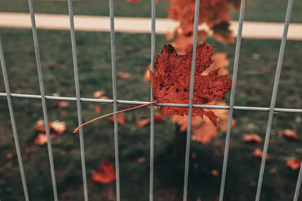 美しい赤い秋の孤独な葉が金属製の柵の上に — ストック写真