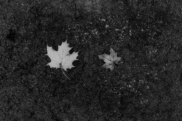 Beautiful Maple Leaves Lying Damp Gray Asphalt Pavement Autumn Day — Stock Photo, Image