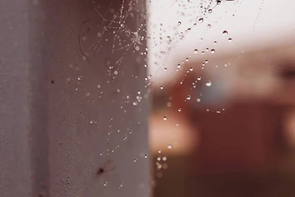 Belle Petite Goutte Eau Douce Sur Une Toile Araignée Jour — Photo