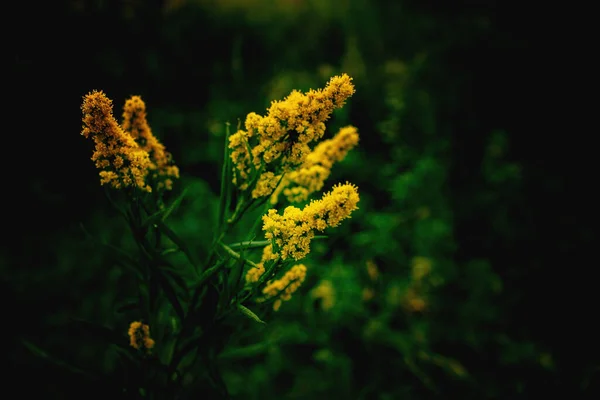 Όμορφο Κίτρινο Λουλούδι Πράσινο Φόντο Στο Λιβάδι Του Φθινοπώρου Κοντινό — Φωτογραφία Αρχείου