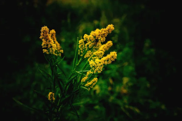 Piękny Żółty Kwiat Zielonym Tle Jesiennej Łące Zbliżeniu — Zdjęcie stockowe