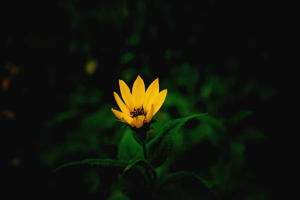 Krásný Žlutý Květ Zeleném Pozadí Podzimní Louce Close — Stock fotografie