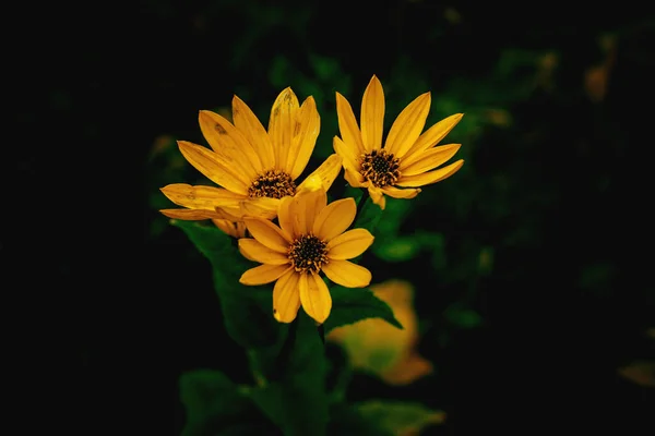 Schöne Gelbe Blume Auf Grünem Hintergrund Auf Der Herbstwiese Großaufnahme — Stockfoto
