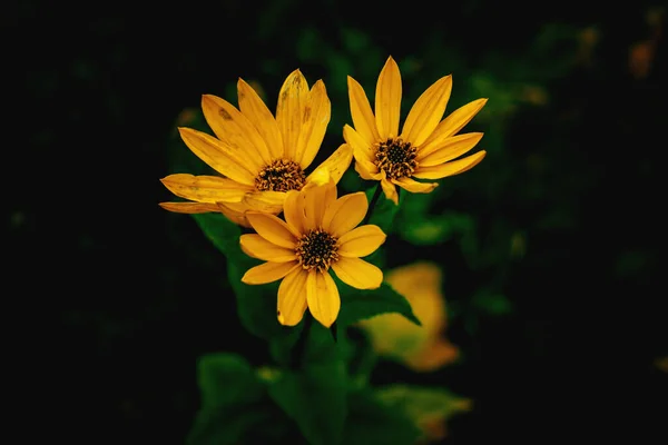 Schöne Gelbe Blume Auf Grünem Hintergrund Auf Der Herbstwiese Großaufnahme — Stockfoto