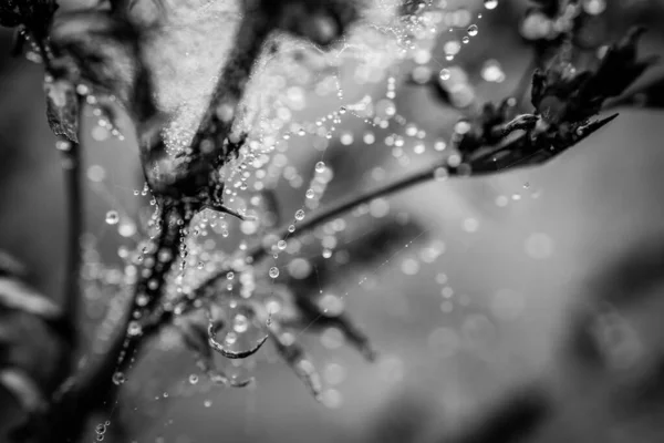 Gotas Água Macias Pequenas Bonitas Uma Teia Aranha Dia Outono — Fotografia de Stock