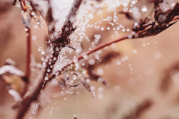 Gotas Água Macias Pequenas Bonitas Uma Teia Aranha Dia Outono — Fotografia de Stock