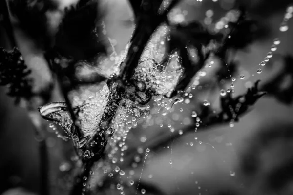 Mooi Zacht Water Druppels Een Spinnenweb Een Herfstdag Close Buiten — Stockfoto