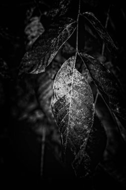 Güzel rengarenk sonbahar yaprakları yakın planda bir ağaçta