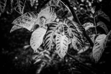 Güzel rengarenk sonbahar yaprakları yakın planda bir ağaçta