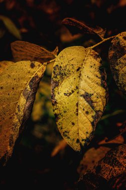 Güzel rengarenk sonbahar yaprakları yakın planda bir ağaçta