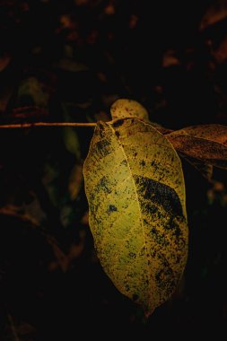 Güzel rengarenk sonbahar yaprakları yakın planda bir ağaçta