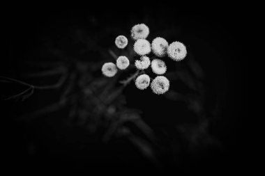 Sonbahar otlağında yeşil arka planda güzel sarı çiçek yakın planda.