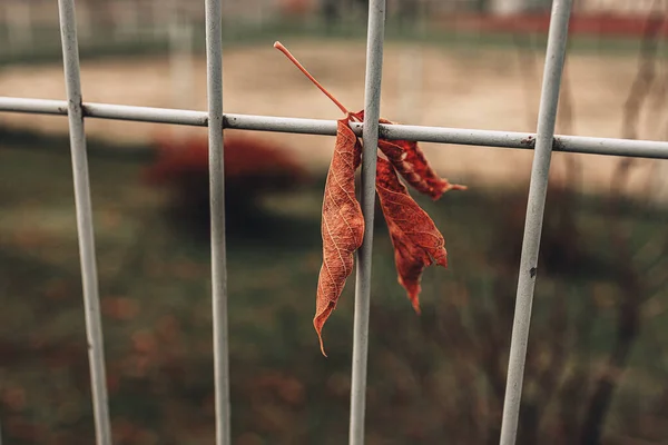 Piękny Czerwony Jesień Samotny Pozostawia Metalowym Ogrodzeniu — Zdjęcie stockowe