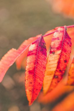 Güzel altın sonbahar yaprakları sıcak Ekim güneşinin altındaki bir parkta bir ağaçta.