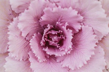 Dekoratif çiçek fileto sonbahar lahanasıyla süslü, soyut bir arka plan.