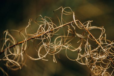Doğal arka planda güzel ve ilginç bir sonbahar bitkisi.
