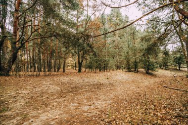 Gri Kasım gününde güzel sonbahar ormanı manzarası
