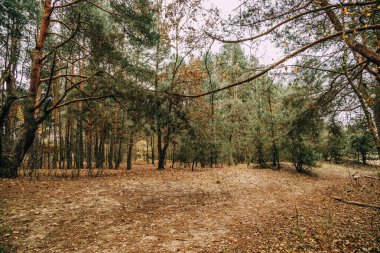 Gri Kasım gününde güzel sonbahar ormanı manzarası