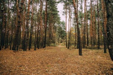 Gri Kasım gününde güzel sonbahar ormanı manzarası