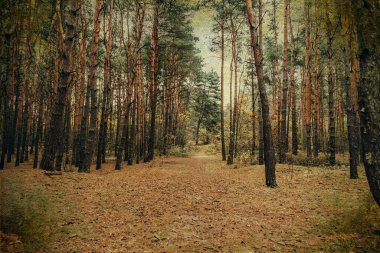 Gri Kasım gününde güzel sonbahar ormanı manzarası