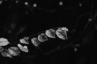 Güzel sonbahar yaprakları siyah beyaz bir ağaç dalında