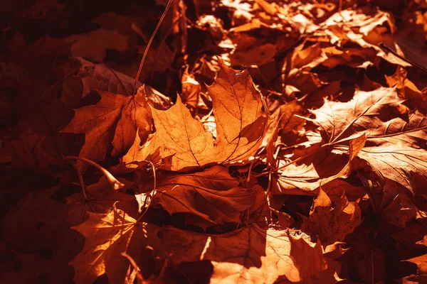 Красиве Золоте Осіннє Листя Дереві Парку Під Теплим Жовтневим Сонцем — стокове фото