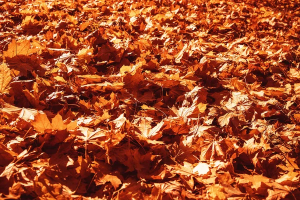 在温暖的十月阳光下 公园里的树上挂着美丽的金黄的秋叶 — 图库照片