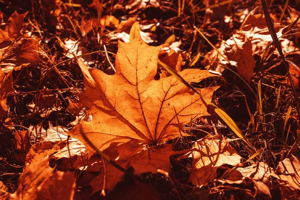 Folhas Outono Douradas Bonitas Uma Árvore Parque Abaixo Sol Outubro — Fotografia de Stock