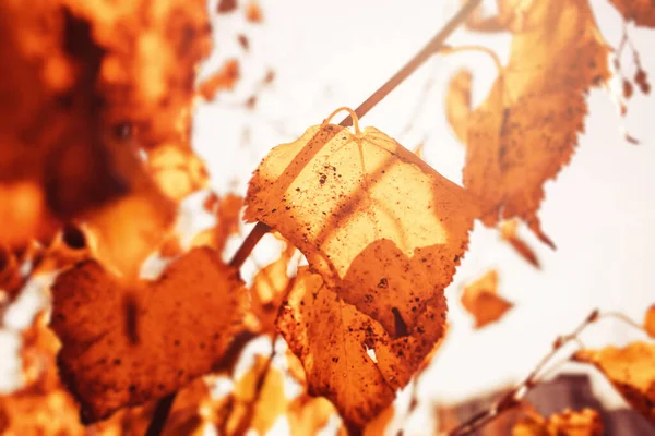 Piękny Złoty Jesień Listowie Drzewo Park Pod Ciepły Październikowy Słońce — Zdjęcie stockowe