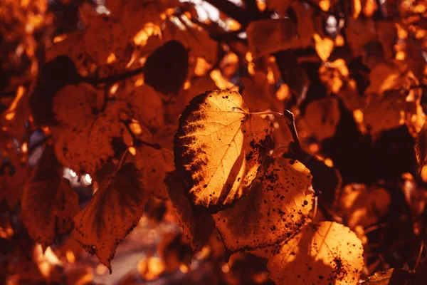 10月の暖かい太陽の下で公園の木の上に美しい黄金の秋の葉 — ストック写真