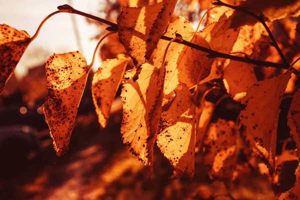 Piękny Złoty Jesień Listowie Drzewo Park Pod Ciepły Październikowy Słońce — Zdjęcie stockowe