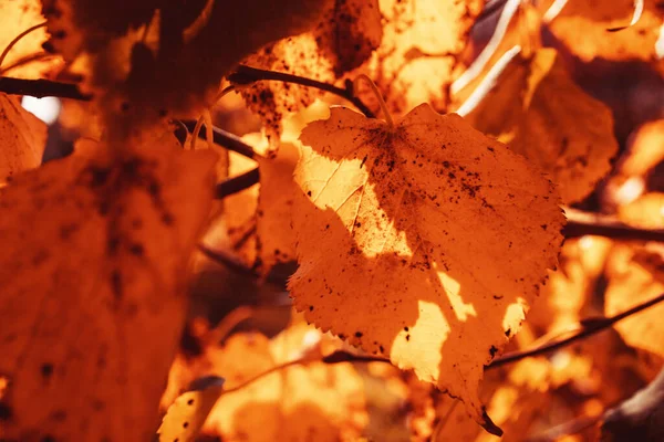 在温暖的十月阳光下 公园里的树上挂着美丽的金黄的秋叶 — 图库照片