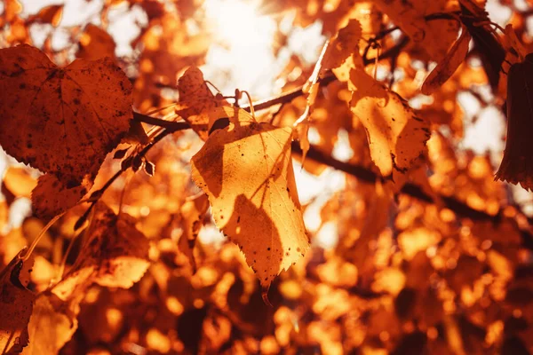 Belles Feuilles Automne Dorées Sur Arbre Dans Parc Sous Soleil — Photo