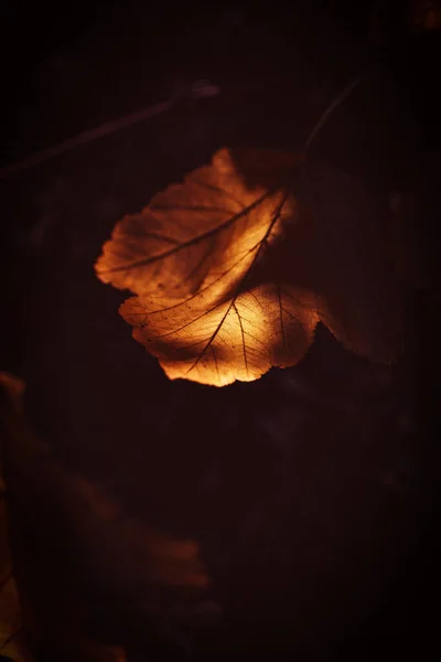 Vackra Gyllene Höstlöv Ett Träd Park Varm Oktober Sol — Stockfoto