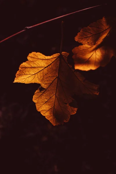 Belles Feuilles Automne Dorées Sur Arbre Dans Parc Sous Soleil — Photo