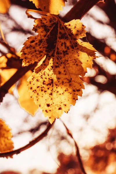 Folhas Outono Douradas Bonitas Uma Árvore Parque Abaixo Sol Outubro — Fotografia de Stock