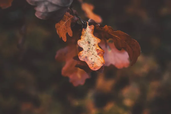 近くの公園にある紅葉の木には美しい赤いオークの葉が — ストック写真