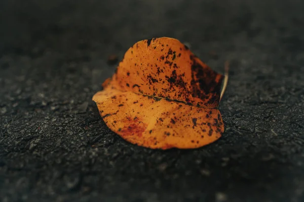 Одинокий Золотой Лист Лежащий Темной Асфальтовой Дорожке Осенью — стоковое фото