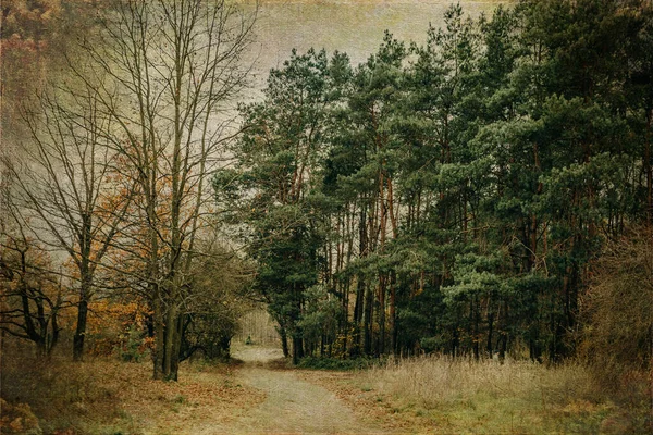 Vacker Höst Skog Landskap Grå November Dag — Stockfoto