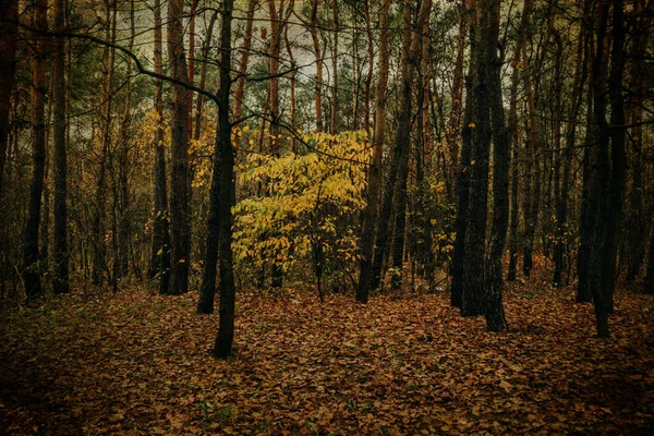 Gri Kasım Gününde Güzel Sonbahar Ormanı Manzarası — Stok fotoğraf