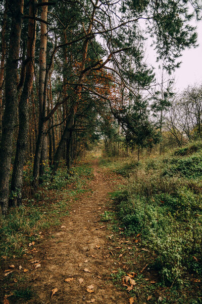 beautiful autumn forest landscape on gray november day