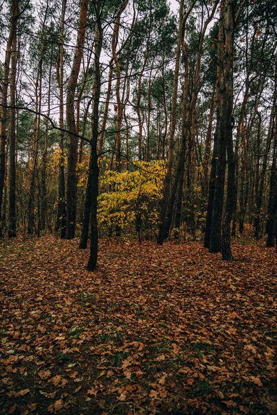 Beau Paysage Forestier Automne Jour Novembre Gris — Photo