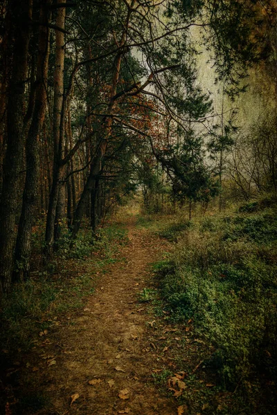 Schöne Herbstliche Waldlandschaft Einem Grauen Novembertag — Stockfoto